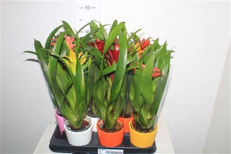 <h4>Guzm Gem Ceramic</h4>