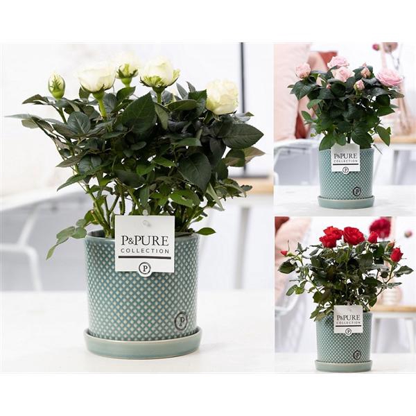 <h4>Rosa gemengd in P&PURE Lauren ceramics</h4>