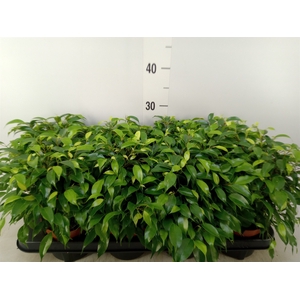 Ficus benja. 'Green Kinky'