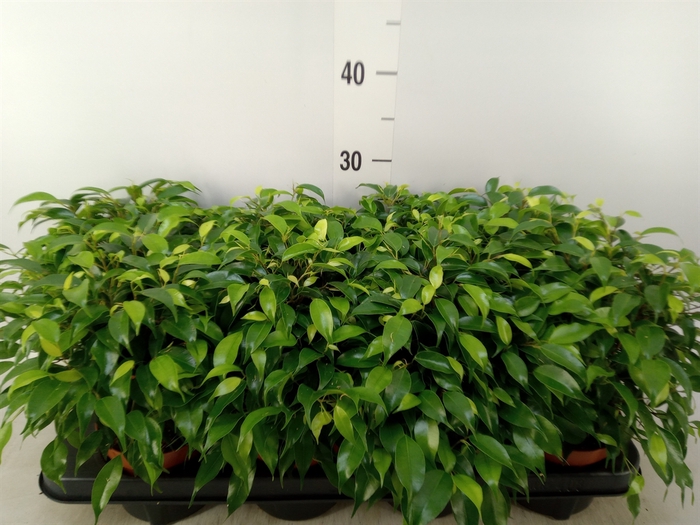 <h4>Ficus benja. 'Green Kinky'</h4>