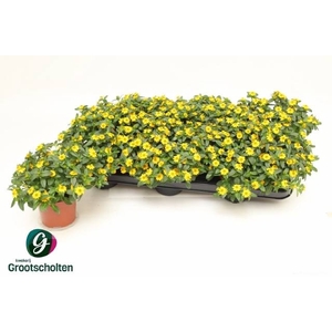 SANV PROCUMBENS