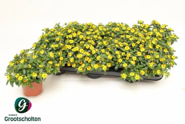 <h4>SANV PROCUMBENS</h4>