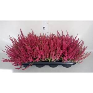 Calluna vulg. 'Garden G Martina'