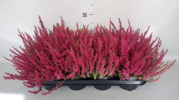 Calluna vulg. 'Garden G Martina'