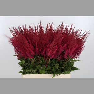 Astilbe Paul Gaarder