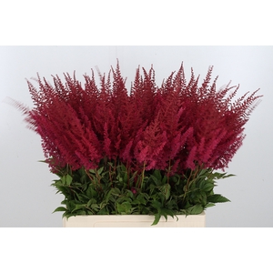 Astilbe Paul Gaarder