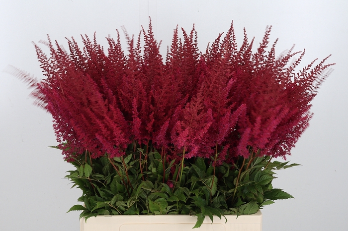 <h4>Astilbe Paul Gaarder</h4>