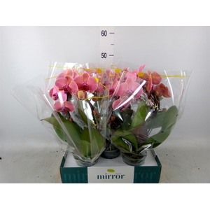 Phalaenopsis   ...orange