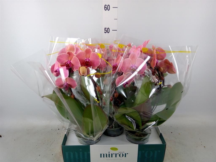 <h4>Phalaenopsis   ...orange</h4>