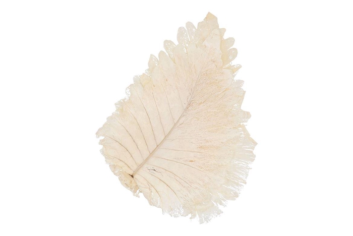 <h4>Dry Bleached Caban Leaves 30x22cm</h4>