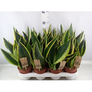 Sansevieria trifa. 'Futura Superba'