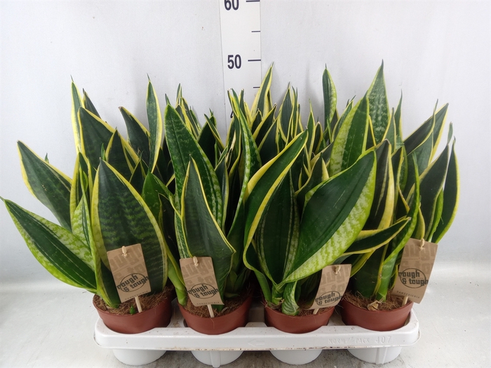 <h4>Sansevieria trifa. 'Futura Superba'</h4>