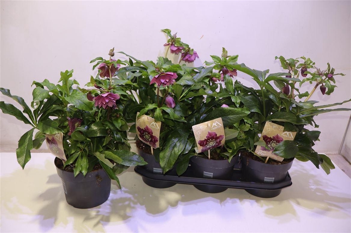 <h4>Hell Orientalis</h4>