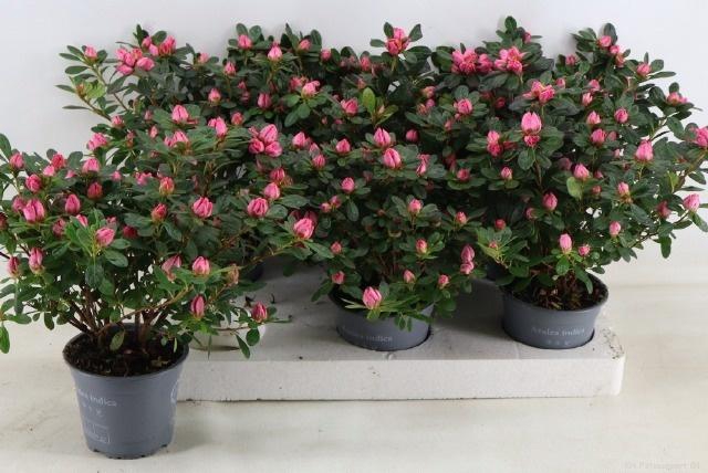 <h4>RHODO SI FR SCHERRE</h4>