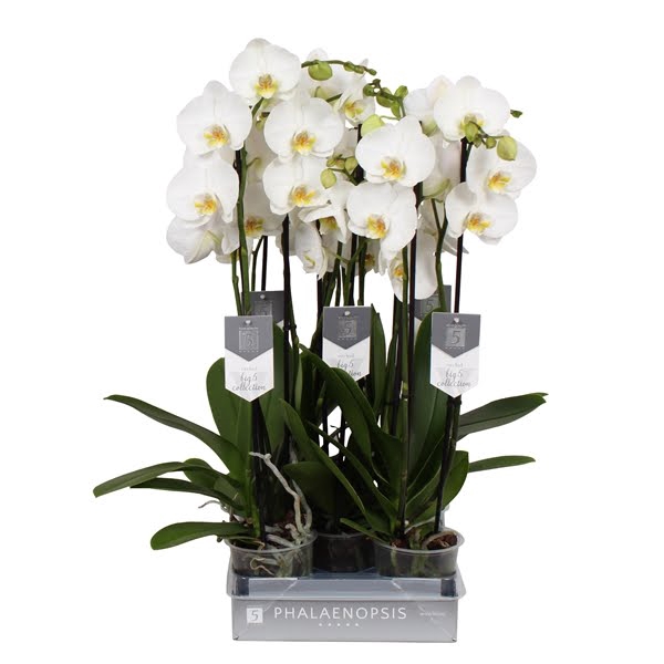 <h4>Phalaenopsis White (3-Spike)</h4>