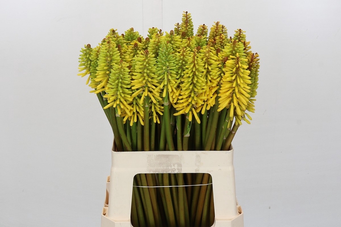 <h4>Kniphofia Sunningdale Yellow</h4>