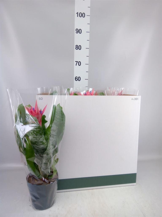 <h4>Aechmea fasciata 'Primera'</h4>