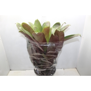 BROMELIA IMPERIAL P27 VERDE/VERMELHO