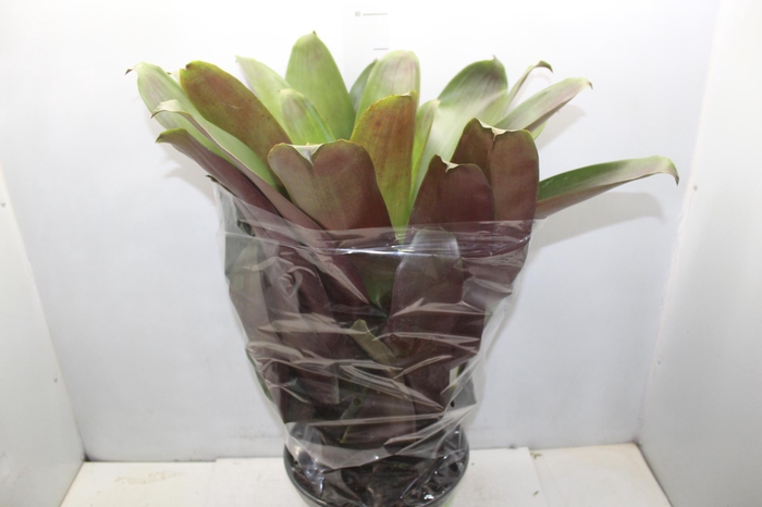 <h4>BROMELIA IMPERIAL P27 VERDE/VERMELHO</h4>