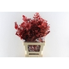 Euca Stuartiana Stab. Red