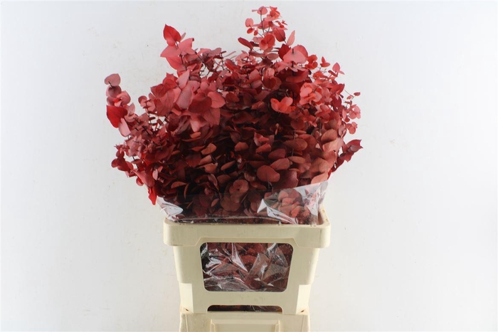 Euca Stuartiana Stab. Red