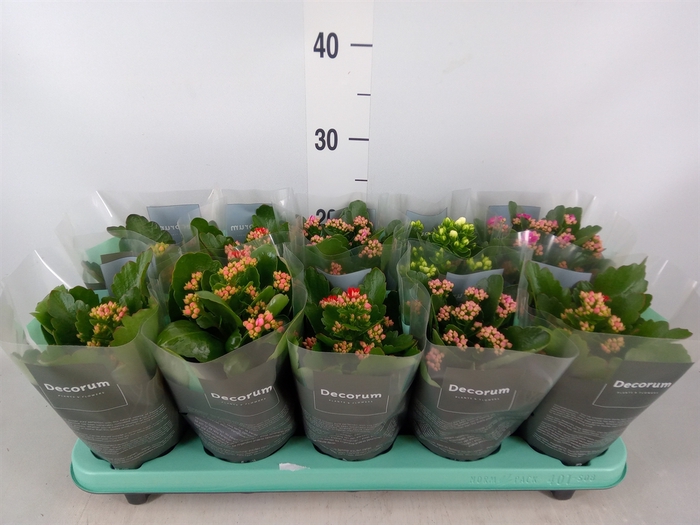 <h4>Kalanchoe blos.   ..rosebud mix  5</h4>