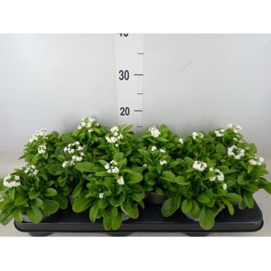 Myosotis sylv. 'Mon Amie White'