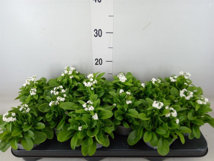 <h4>Myosotis sylv. 'Mon Amie White'</h4>