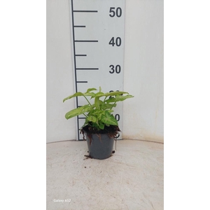 SYNG GOLDEN ALLUSION