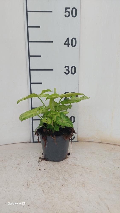 <h4>SYNG GOLDEN ALLUSION</h4>