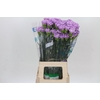 Dianthus St Florigene Moonaqua