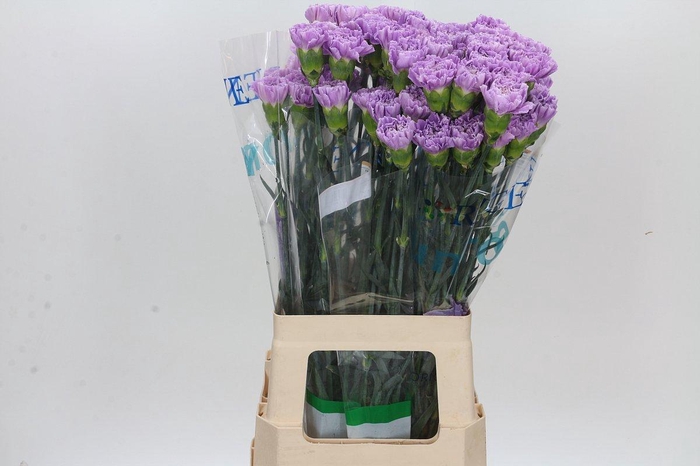 <h4>Dianthus St Florigene Moonaqua</h4>