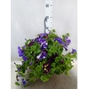 Petunia  'Surfinia'   ...