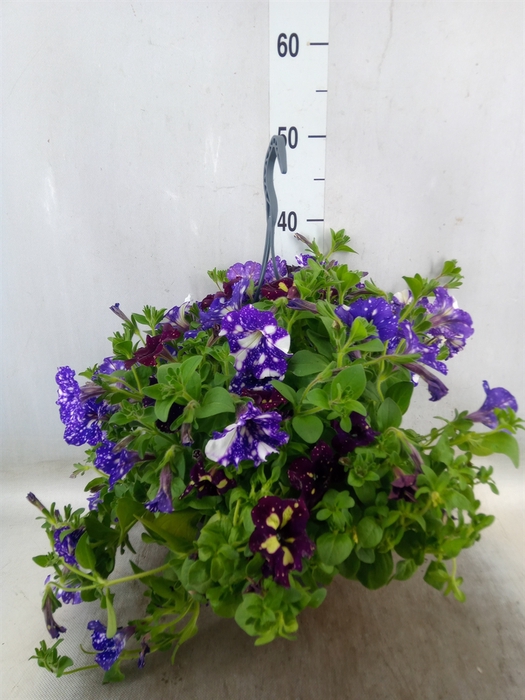 Petunia  'Surfinia'   ...