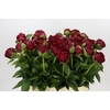 Paeonia Henry Bockstoce