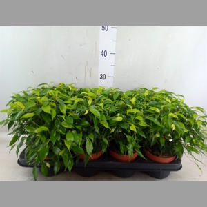 Ficus benja. 'Green Kinky'