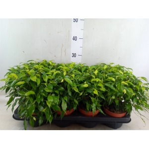 Ficus benja. 'Green Kinky'