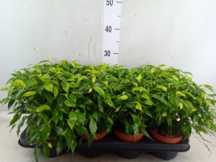 <h4>Ficus benja. 'Green Kinky'</h4>