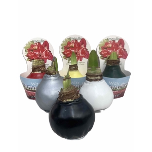 HIPPEASTRUM-HYBRID p14