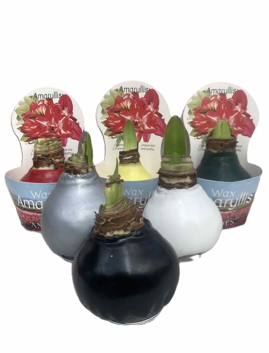<h4>HIPPEASTRUM-HYBRID p14</h4>