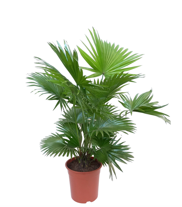 <h4>Livistona rotundifolia</h4>