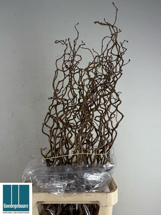 <h4>CORYL AV CONTORTA</h4>