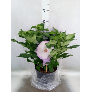 Hibiscus mosch. 'Guido White Eye'