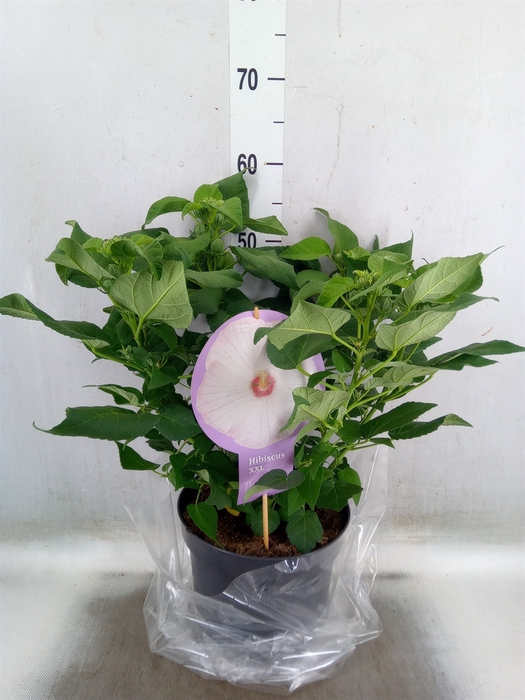 <h4>Hibiscus mosch. 'Guido White Eye'</h4>
