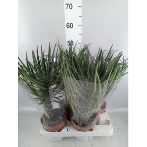 Pachypodium geayi