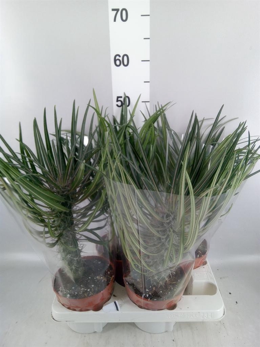<h4>Pachypodium geayi</h4>