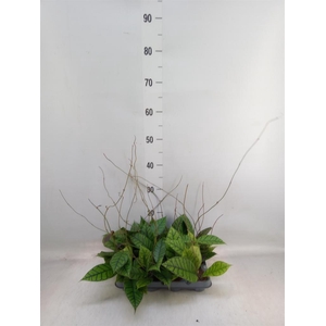 Hoya callistophylla 'KAL 16'