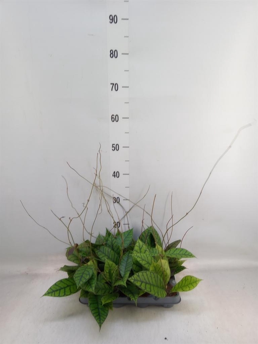 <h4>Hoya callistophylla 'KAL 16'</h4>