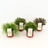 Rhipsalis Mix