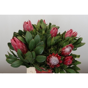 Protea Cynaroides Madiba
